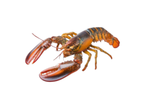 Home top view of vibrant red lobster on white background png removebg preview